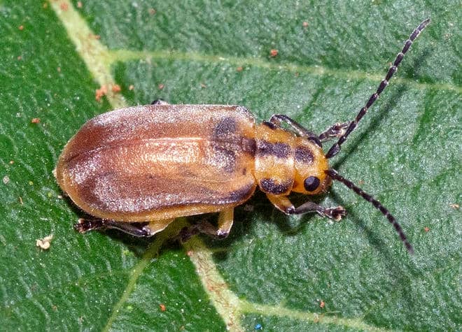 昆虫図鑑・サンゴジュハムシ